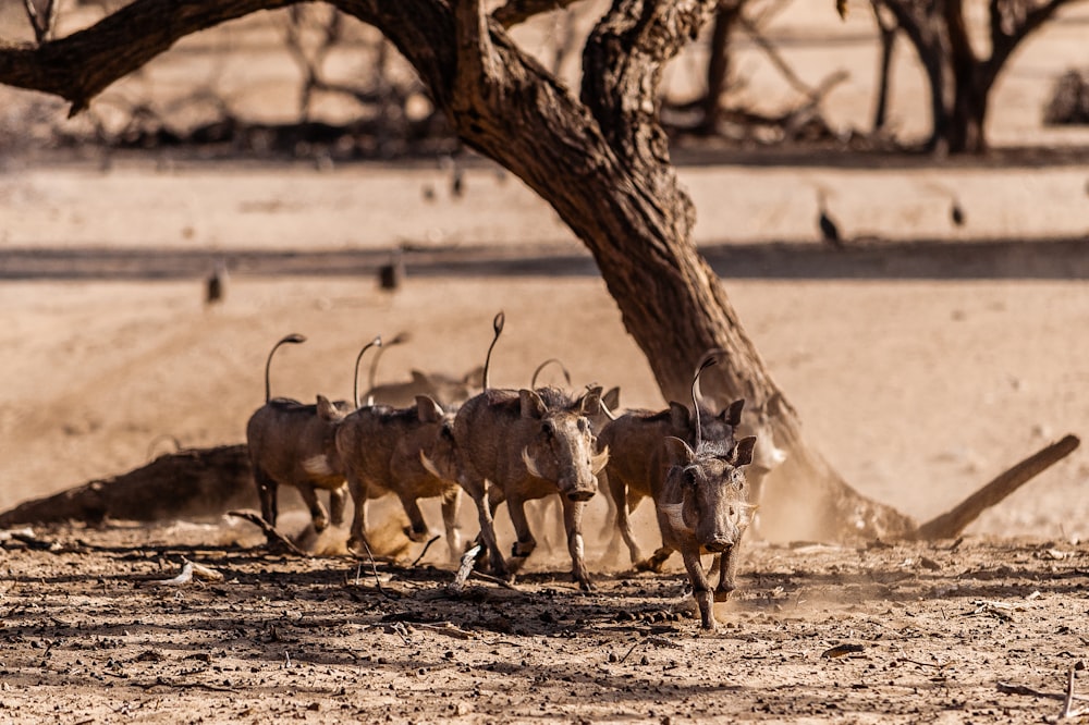 running brown boars near tree