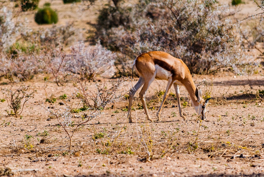 brown and white antelope eating grass