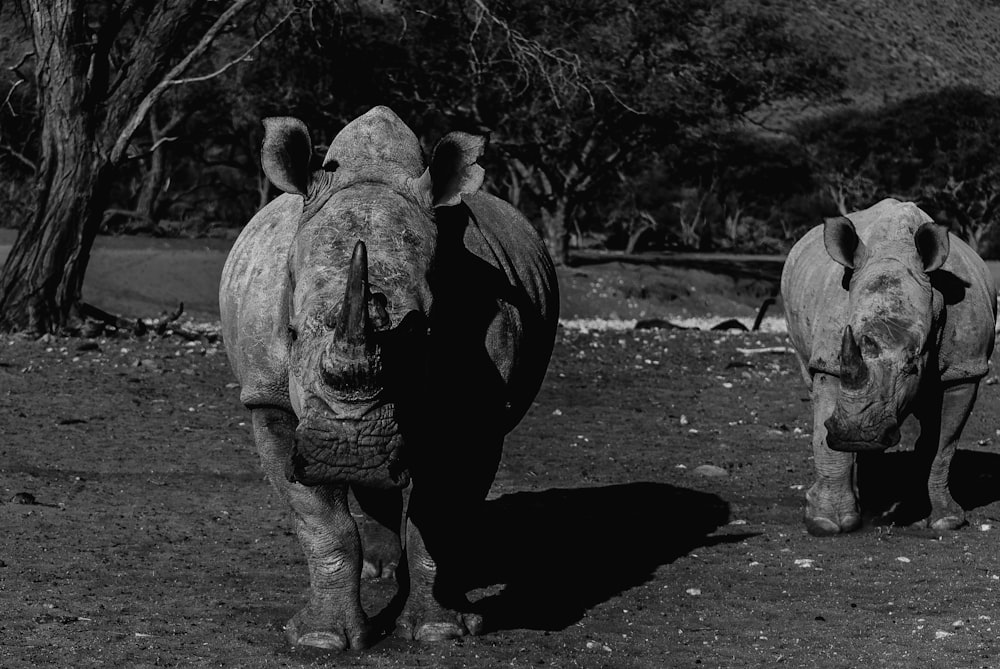 Foto en escala de grises de un rinoceronte