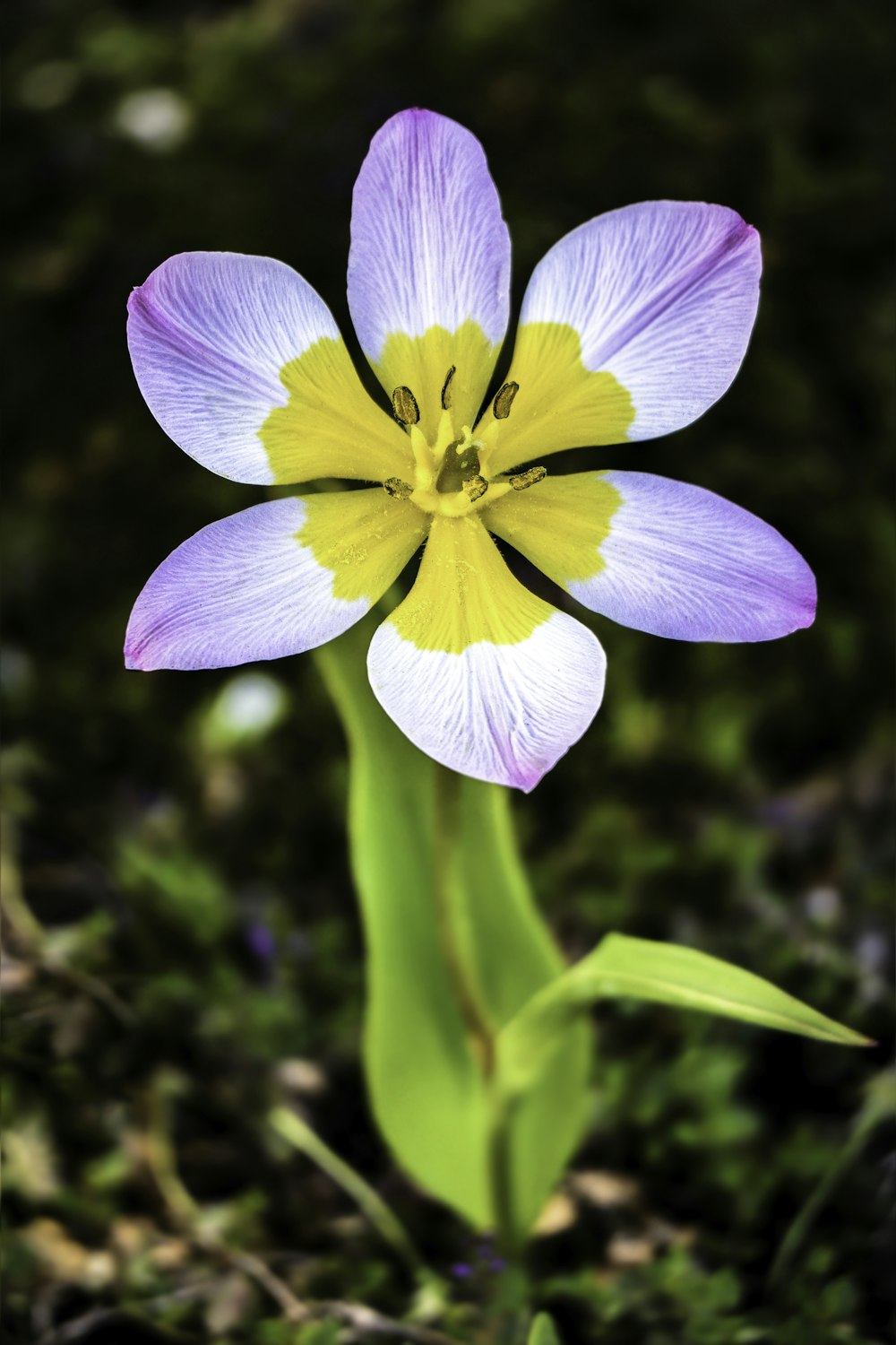 fleurs violettes et jaunes