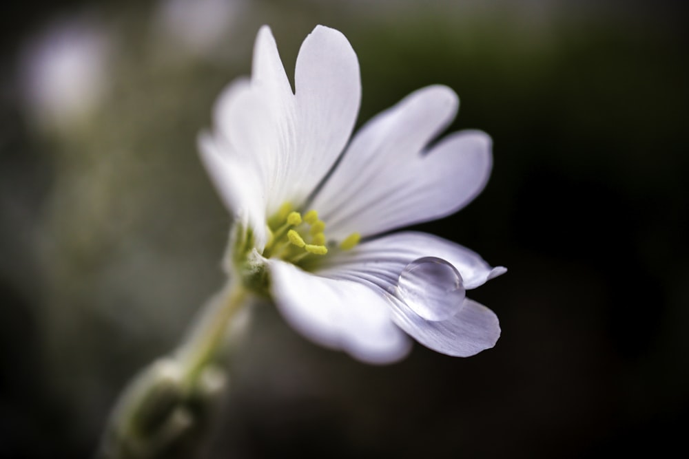 photo of white flowers