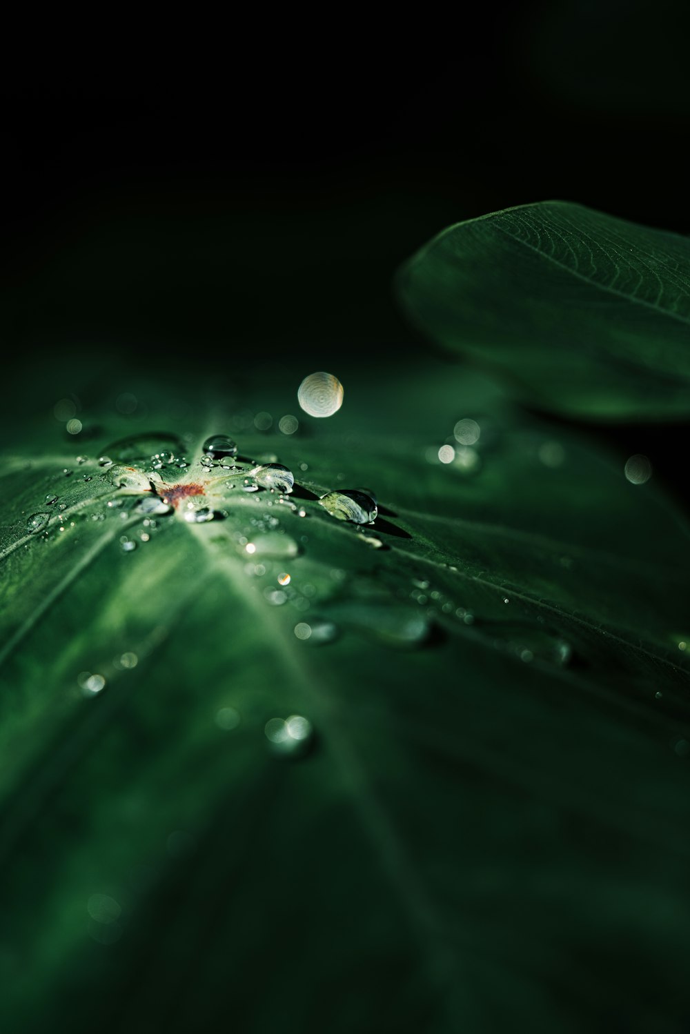 green-leafed plant