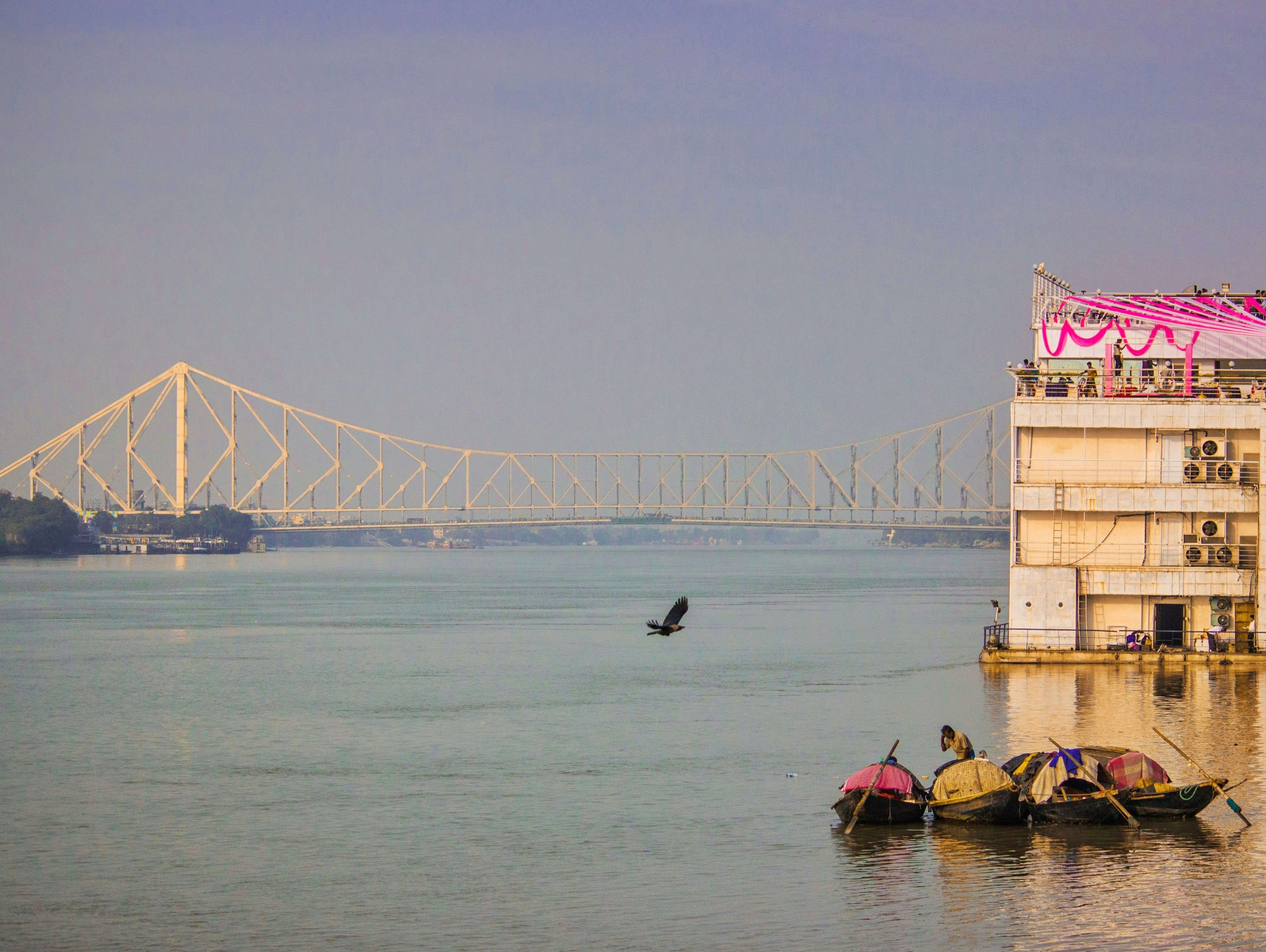 uccello che si libra sull'acqua dalle barche durante il giorno