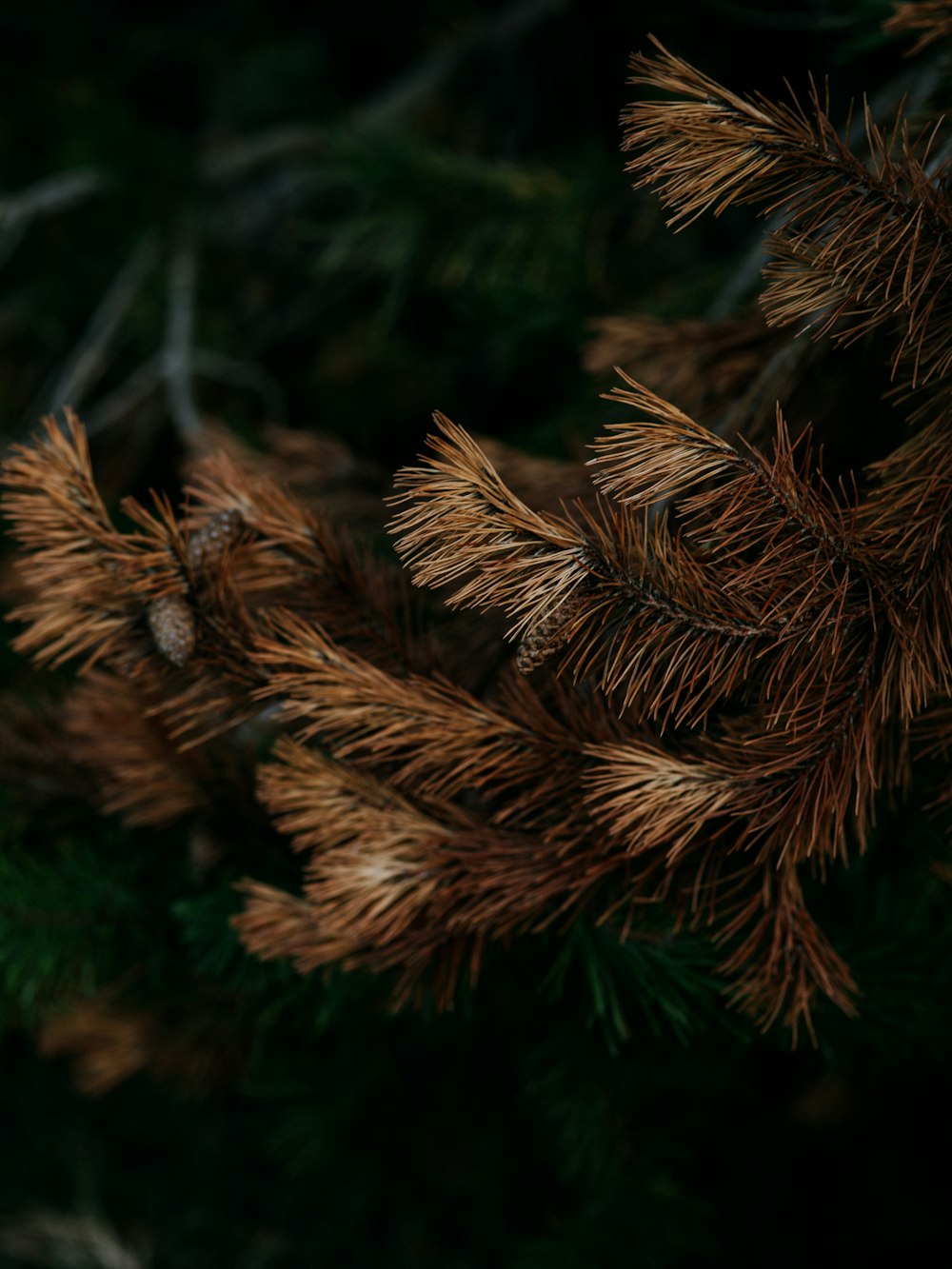 macro photography of brown leaves