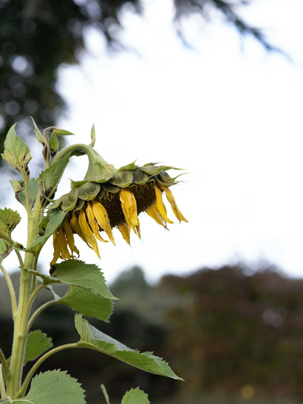 yellow petaled flower