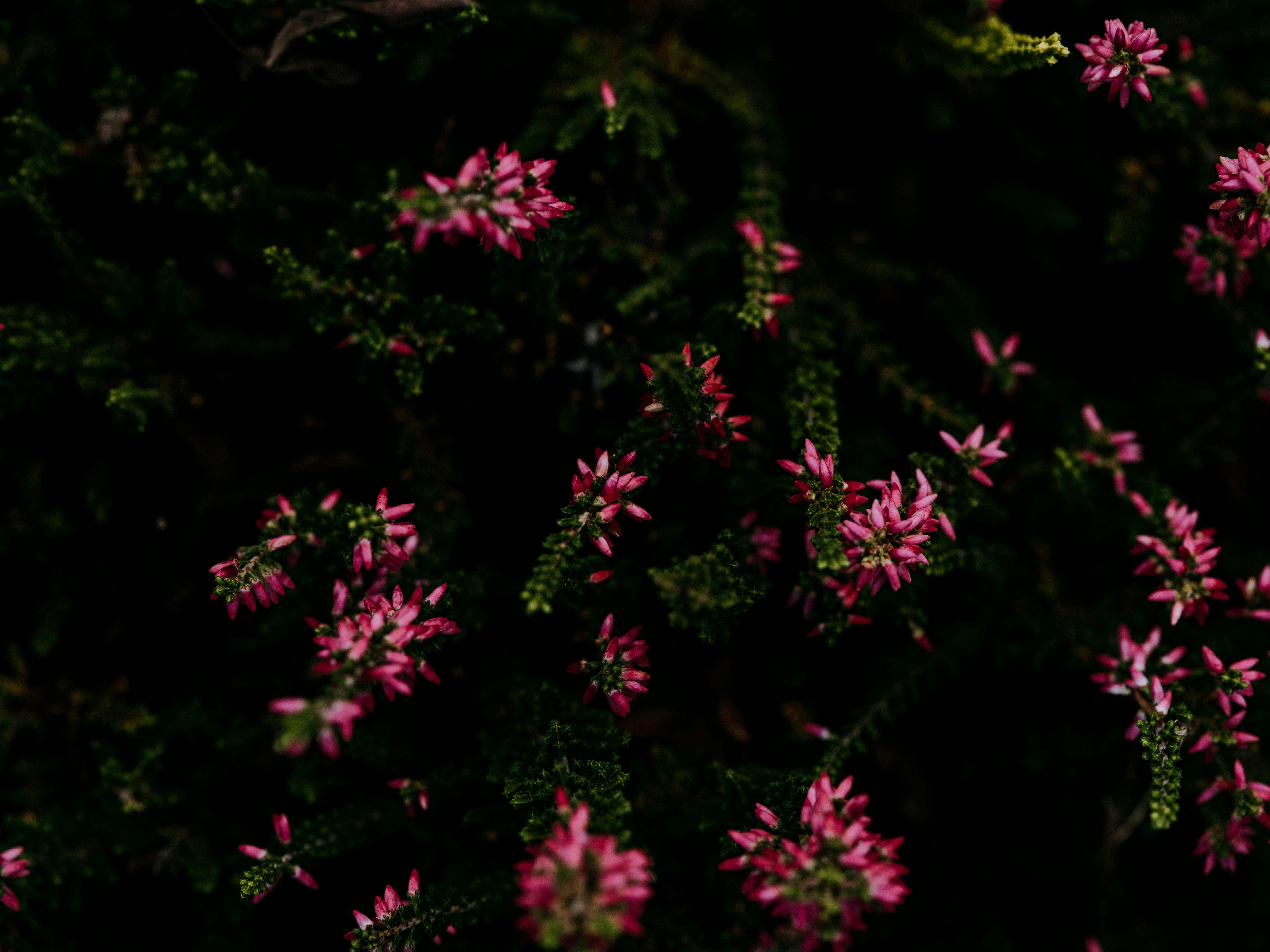 Photo by anniespratt