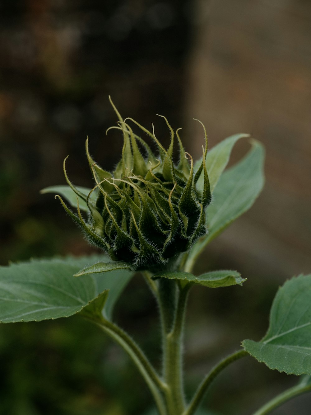 green flower in close-up photo