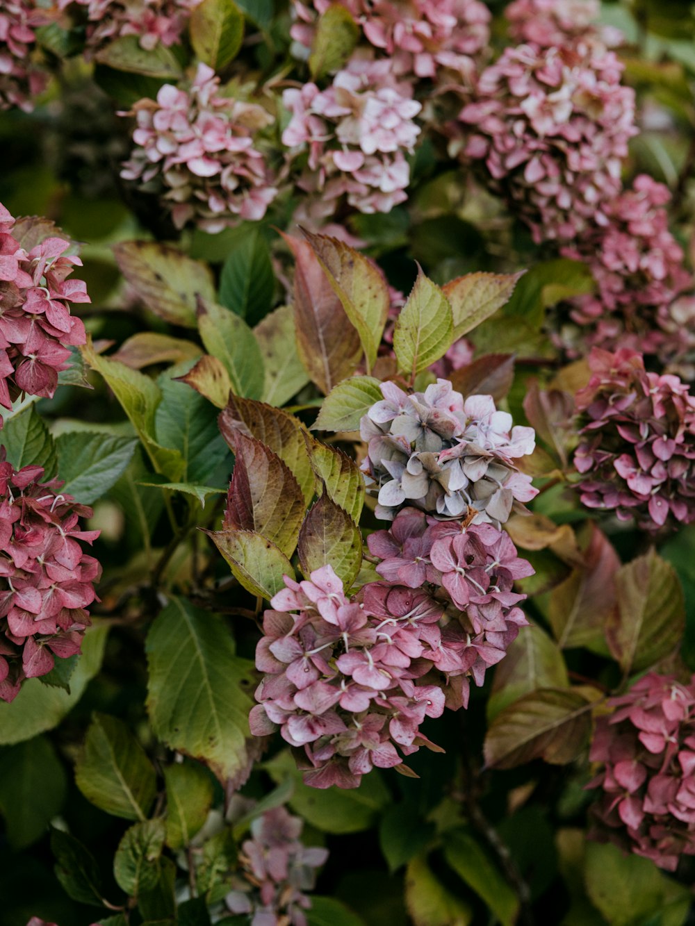 pink petaled flowers