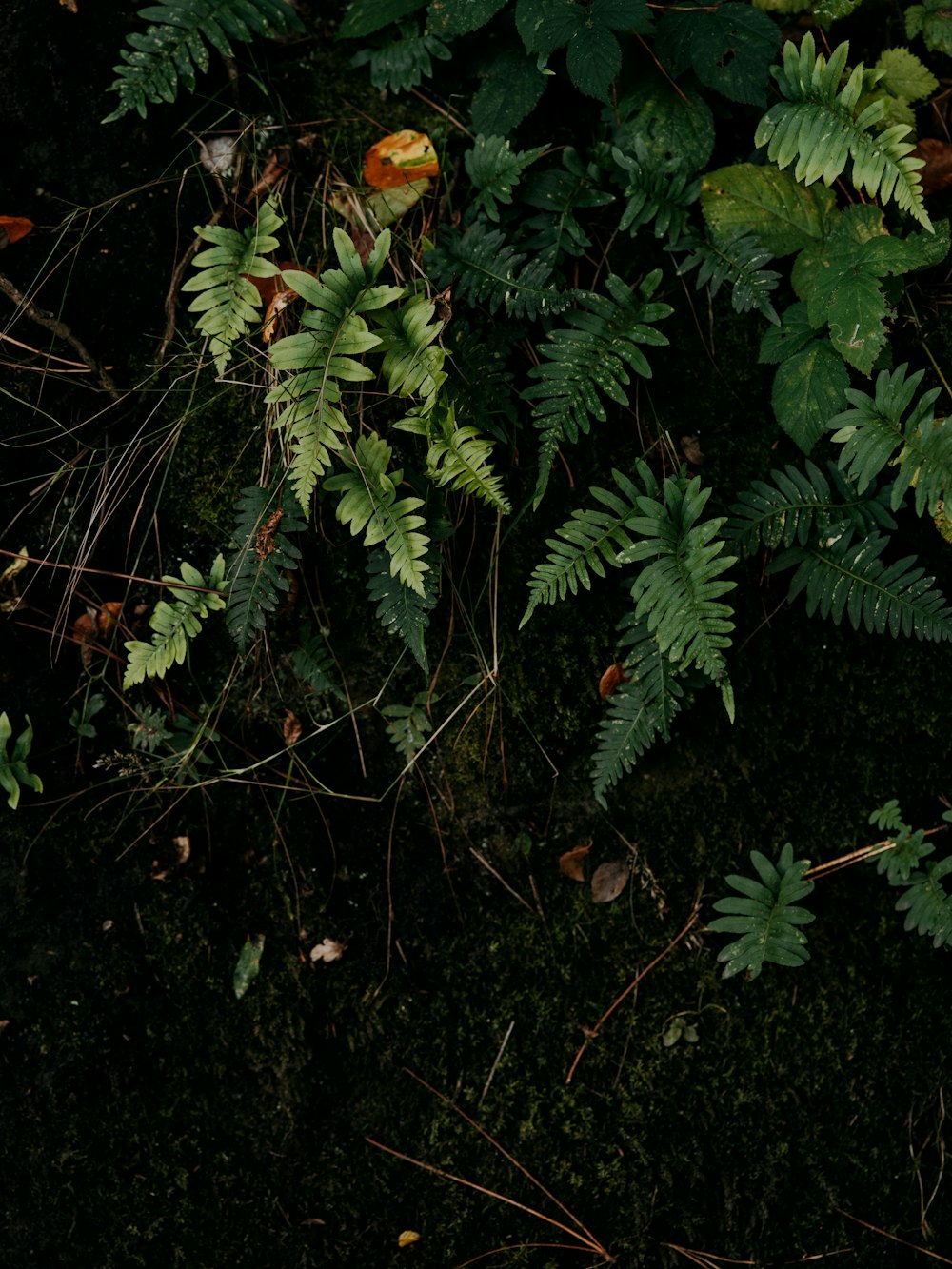 green leafed plants