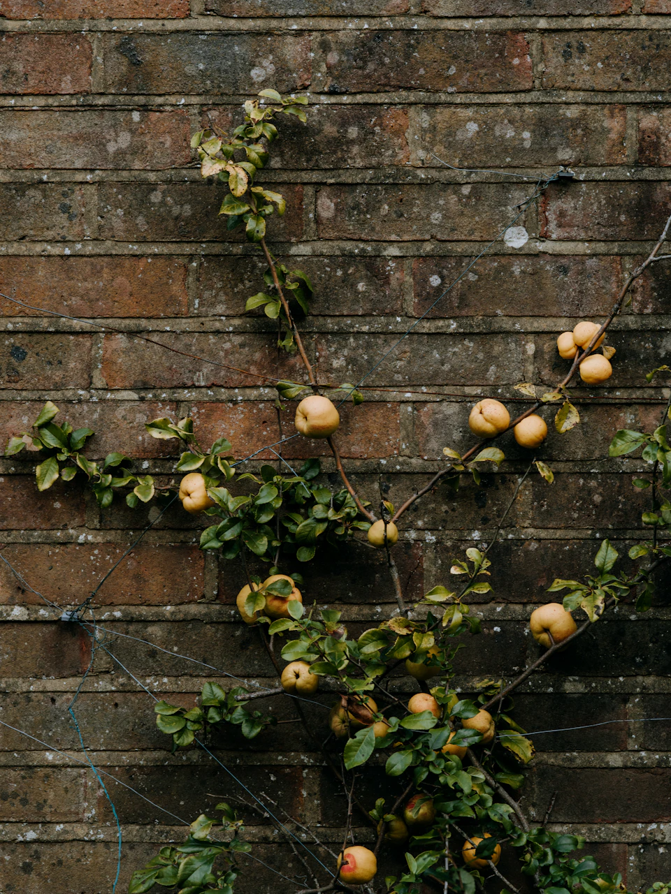 The image shows a brick wall with a lush vine growing on it, adorned with ripe yellow apples hanging from its branches. The apples are arranged in various clusters and spread across the length of the vine, creating an interesting contrast between the natural beauty of the fruit and the man-made structure of the brick wall.

The perspective of the image is taken from below, looking up at the vine and the apples, which adds a sense of height to the scene. The colors in the photo are predominantly green and yellow, with the vibrant green leaves of the vine contrasting against the brown bricks of the wall.