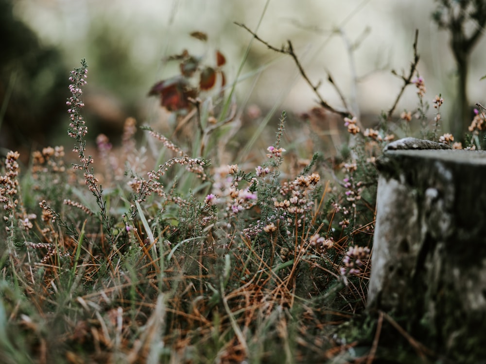 green leafed plants