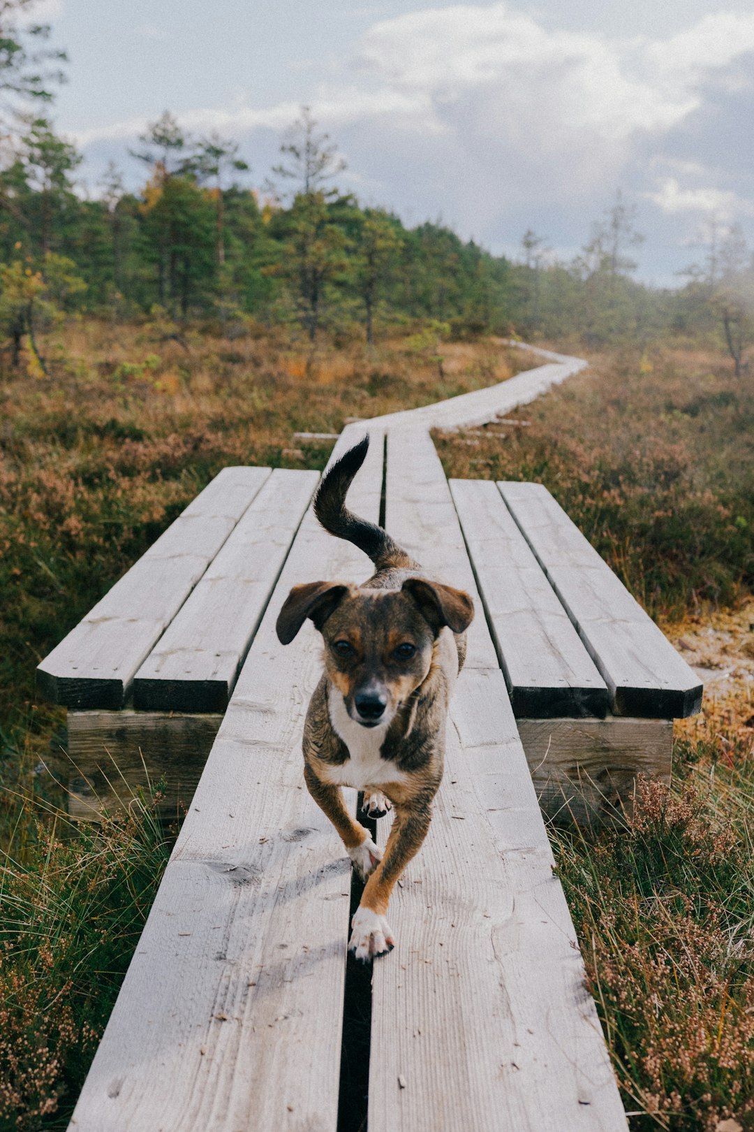white and brown dog on wooden walkway