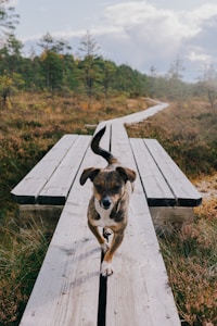 A small brown and white dog walks along a narrow wooden pathway amidst a natural landscape. The surrounding area is filled with low shrubs and trees under a partly cloudy sky.