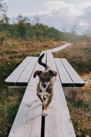 A small brown and white dog walks along a narrow wooden pathway amidst a natural landscape. The surrounding area is filled with low shrubs and trees under a partly cloudy sky.