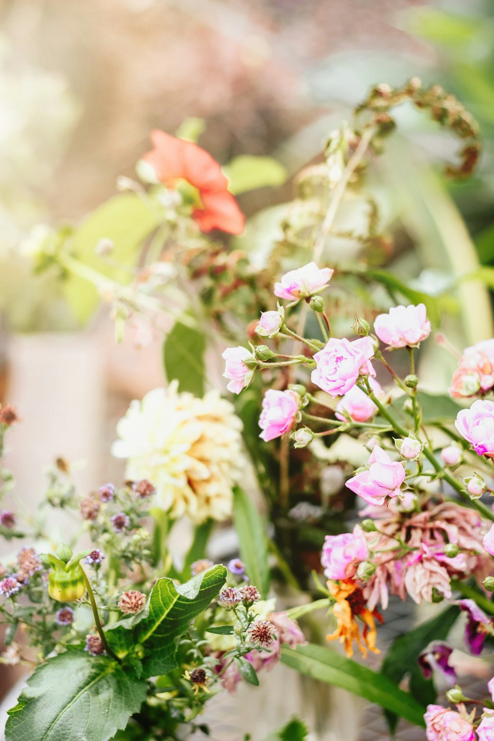 white and pink petaled flowers