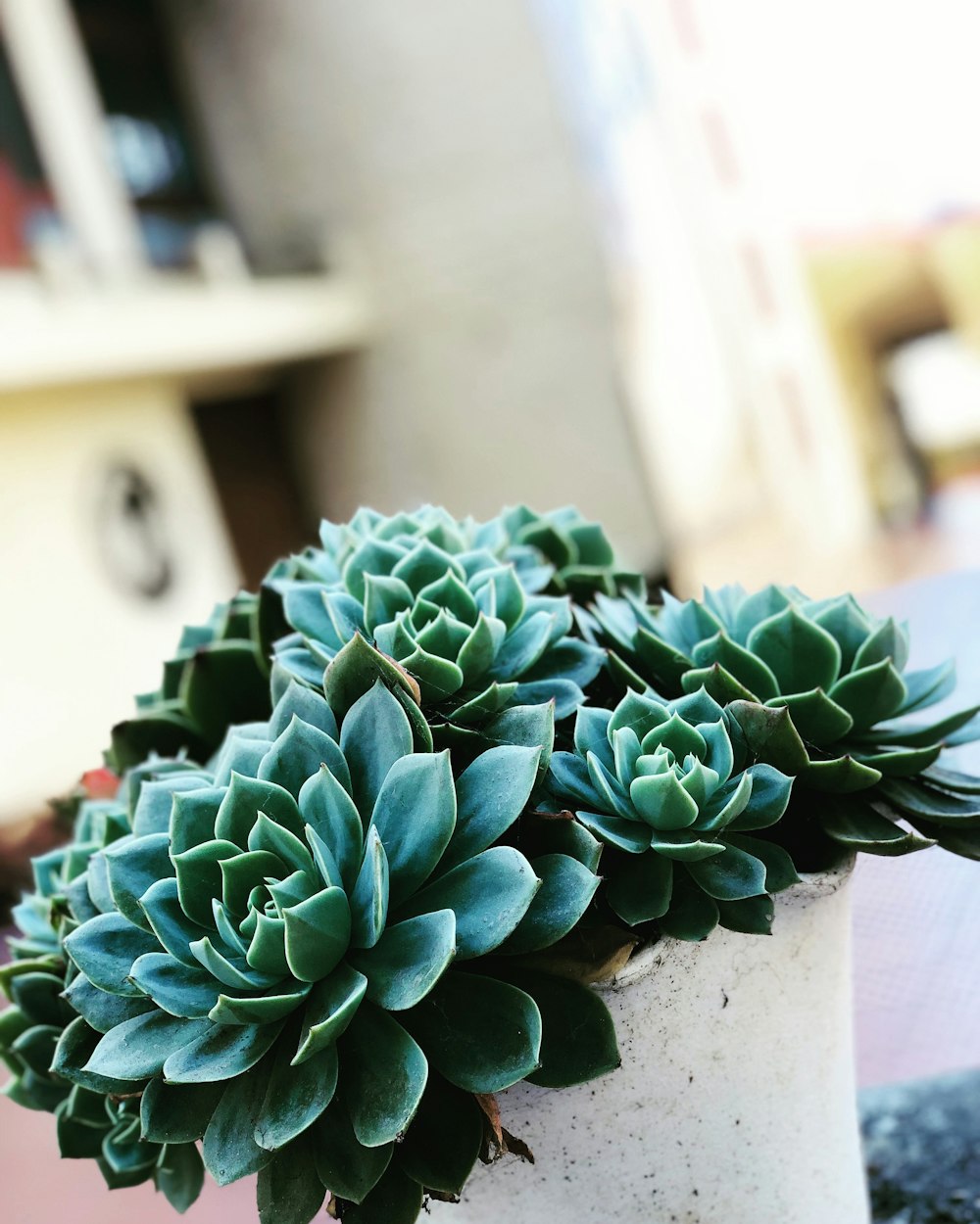 green succulents