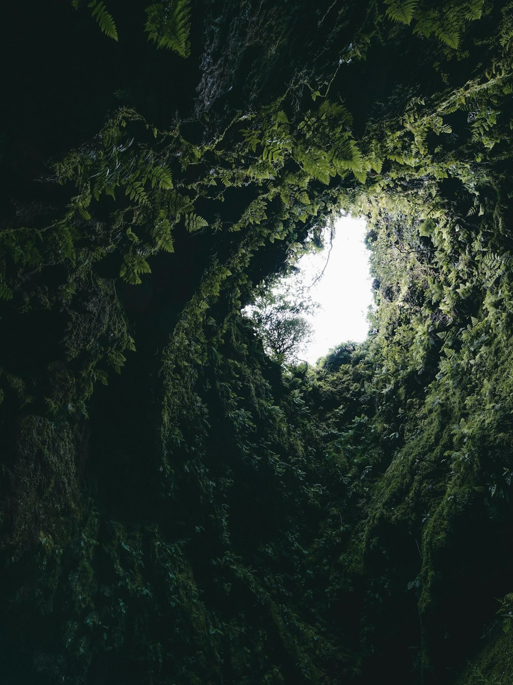 Ein Blick auf einen Wald aus dem Inneren eines Baumes