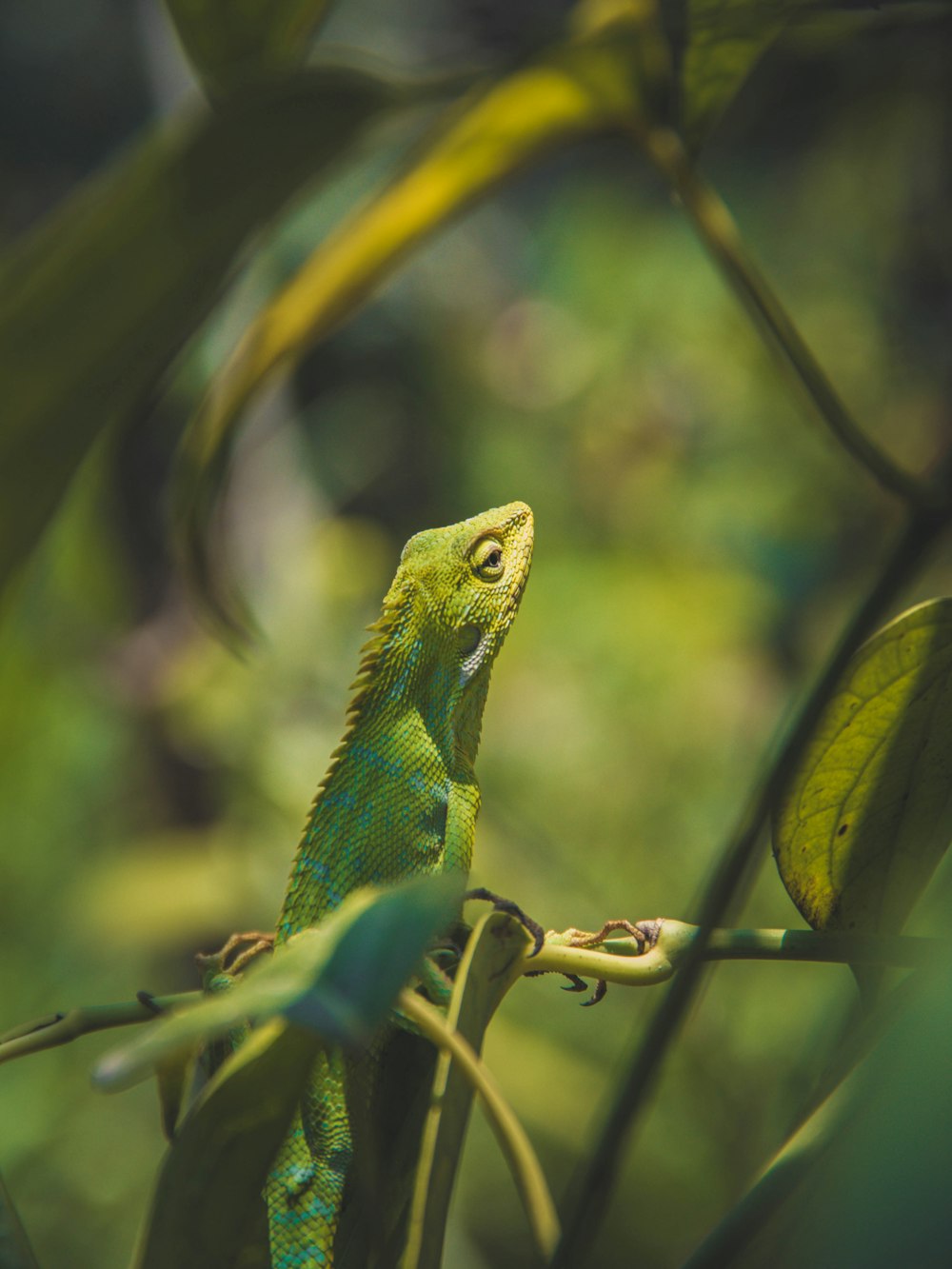 selective focus photography of green animal