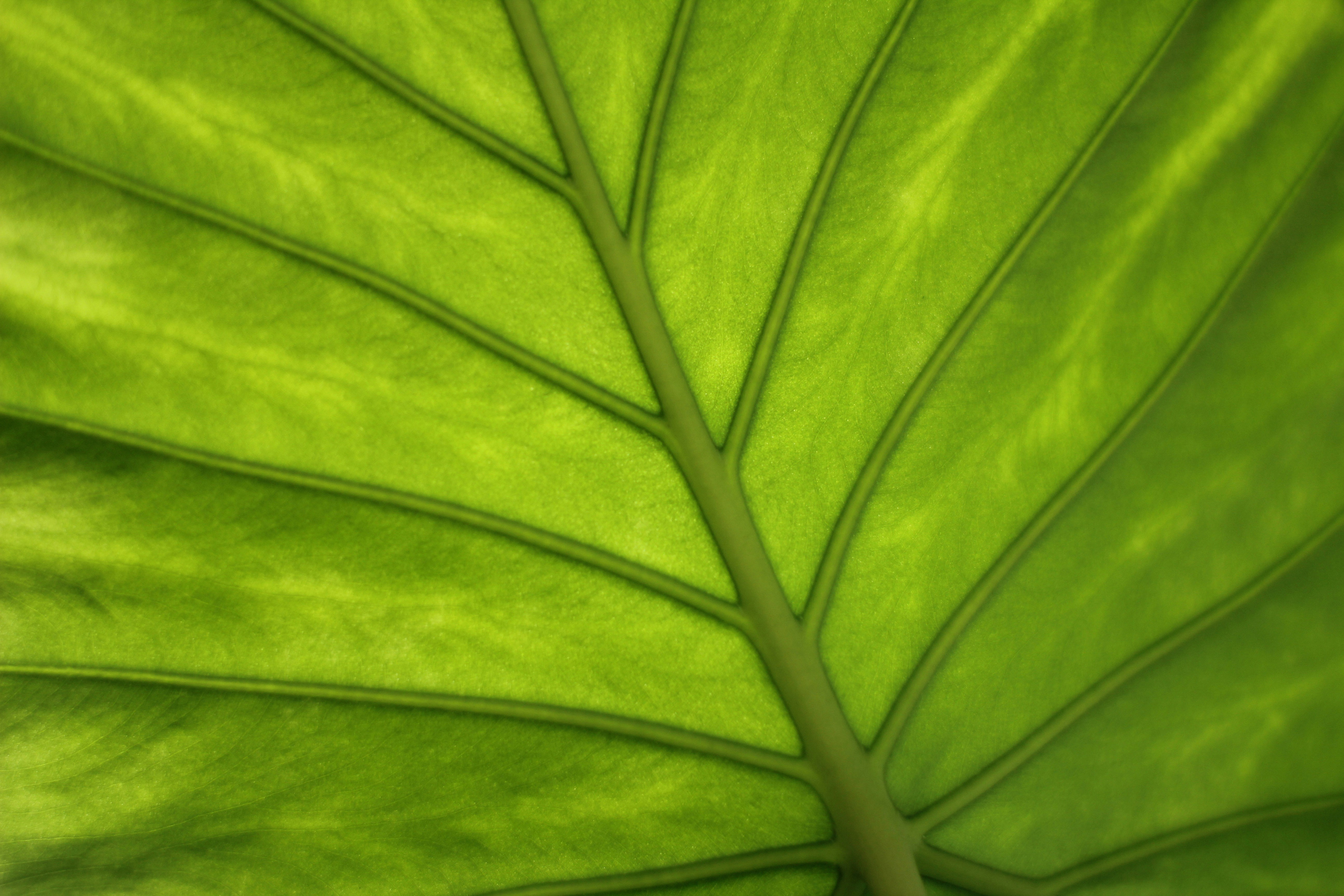 green taro plant