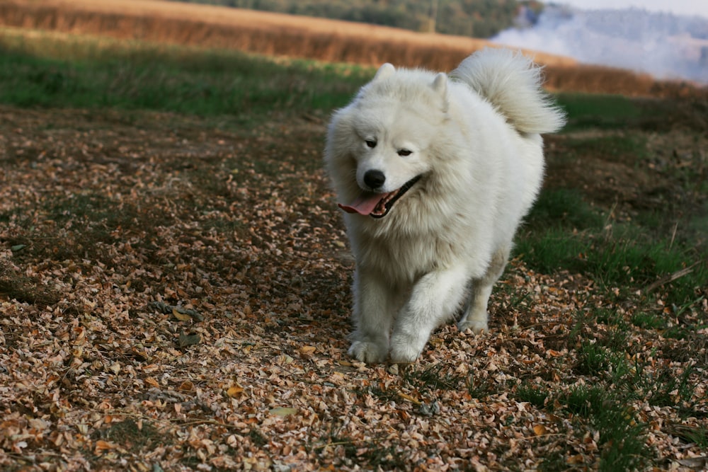 walking medium-coated white dog during daytime