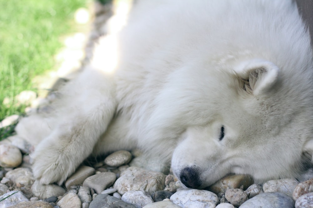 adult white samoyed