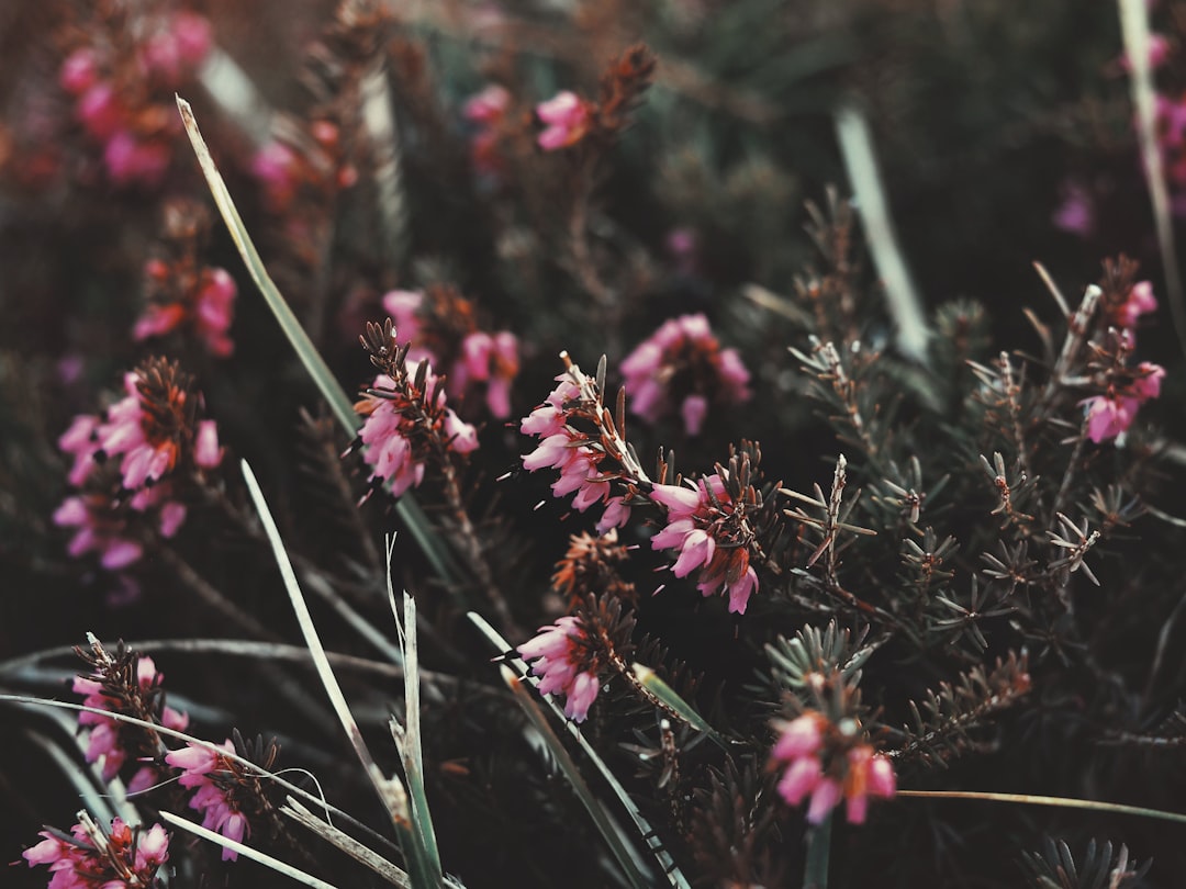 pink flowers