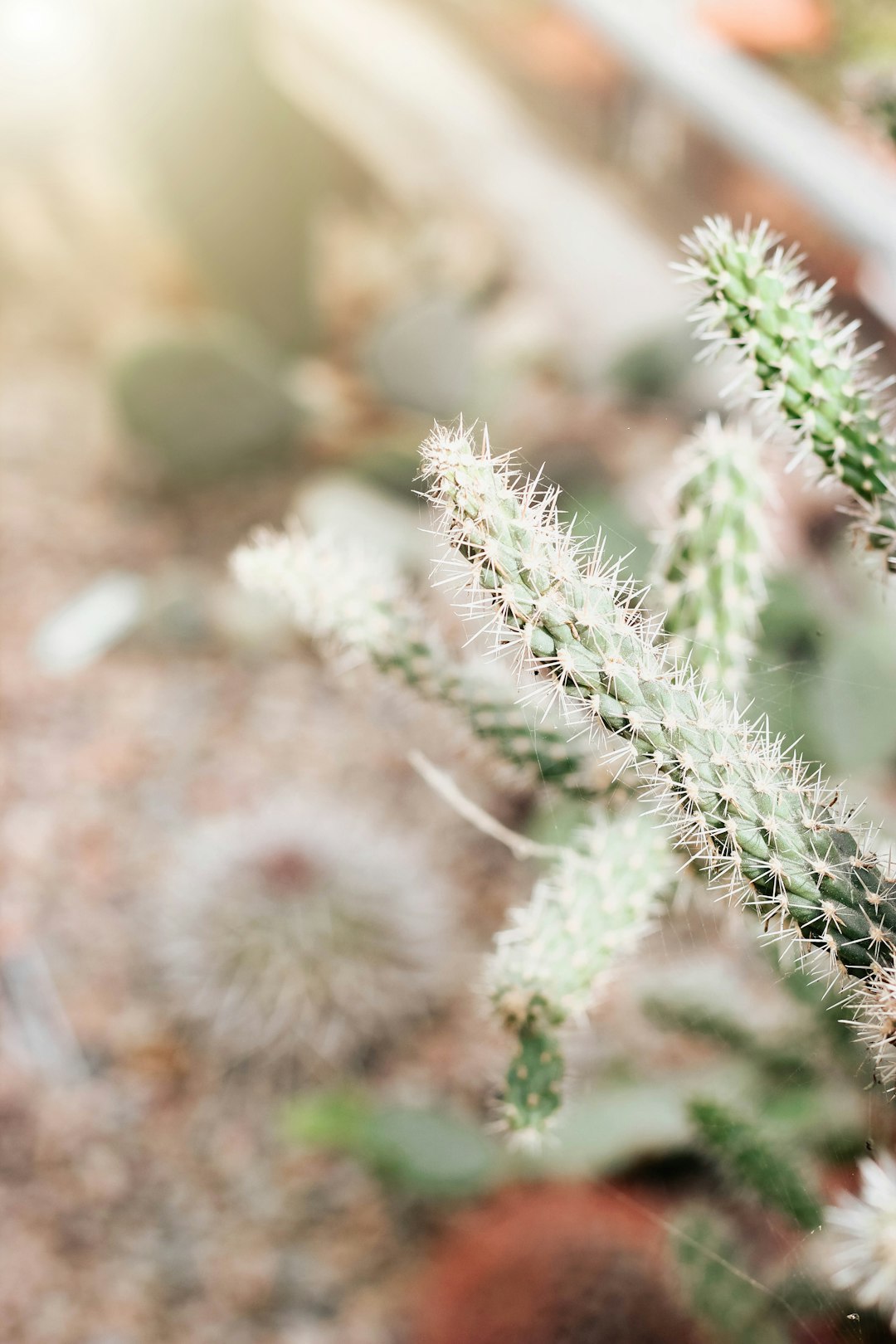 selective focus photography of cactus at daytime