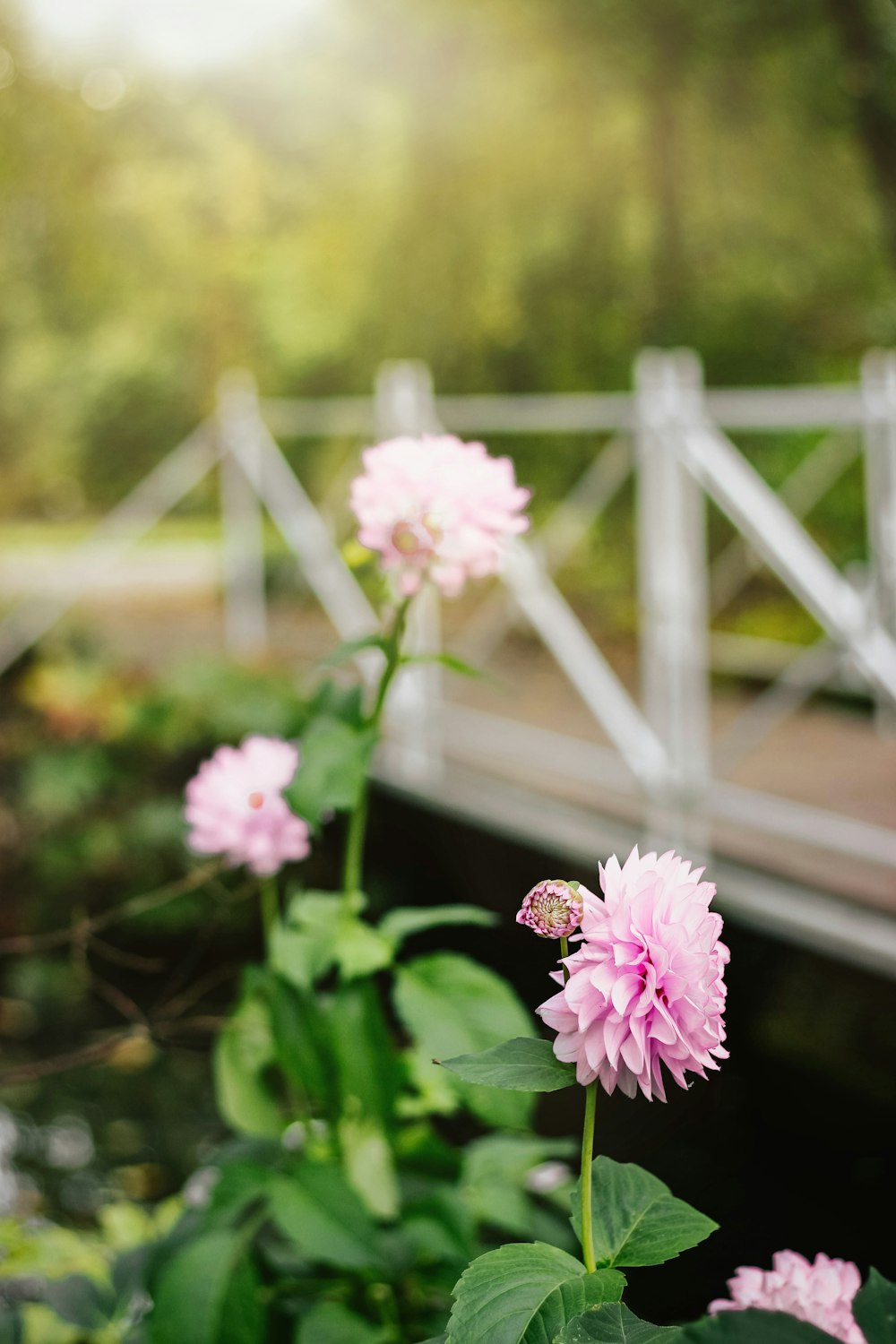 pink petaled flower