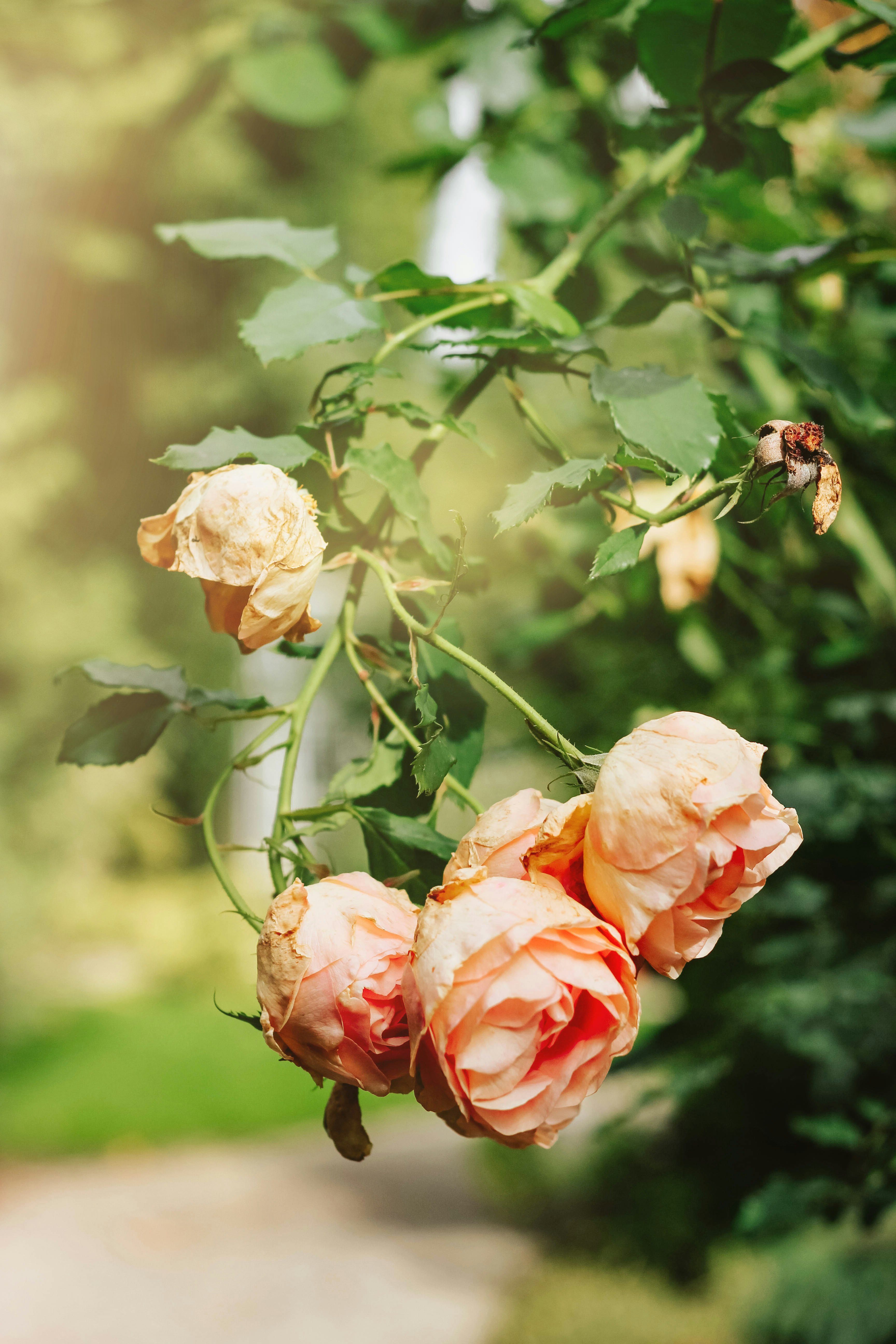 closeup photo of orange roses