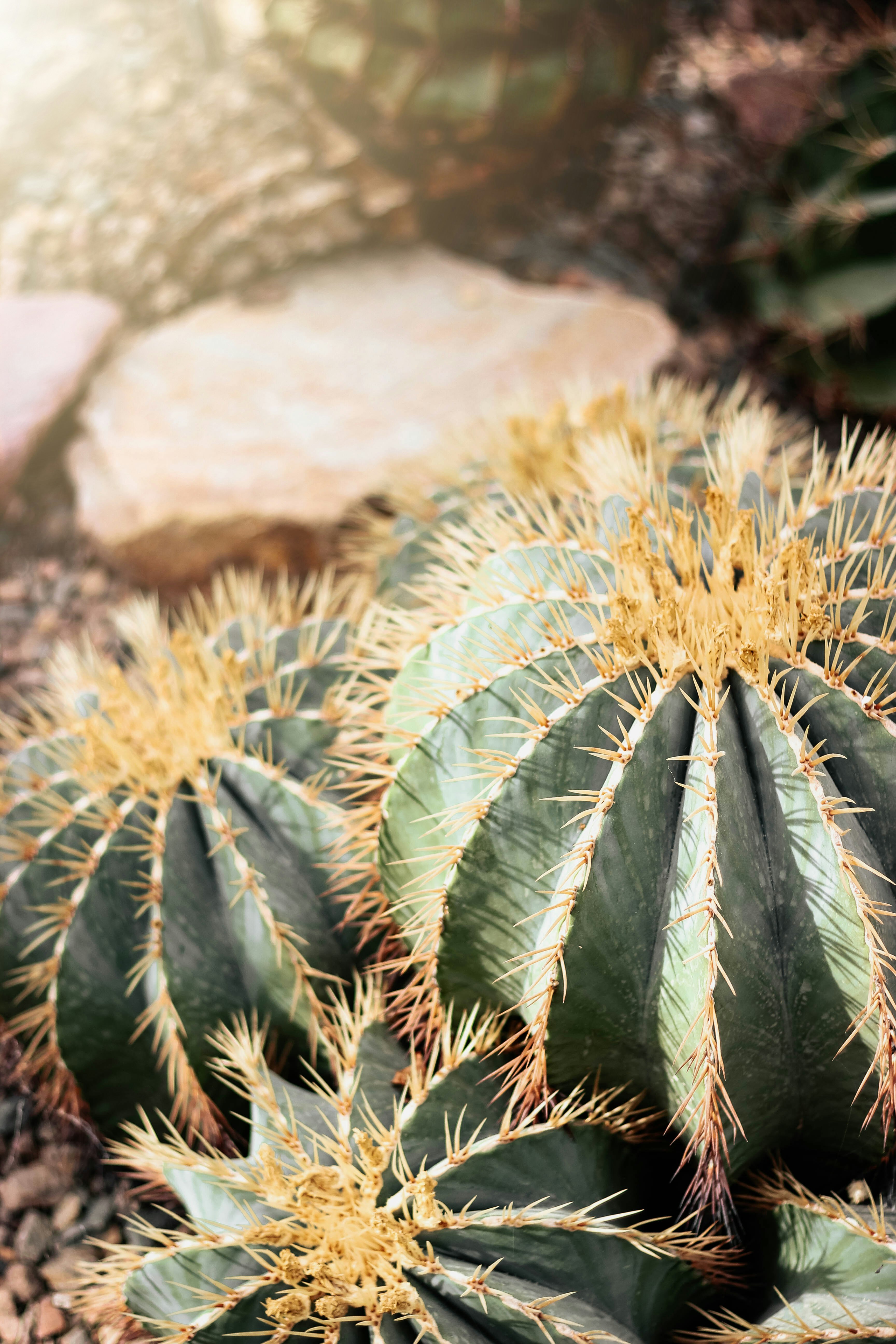 shallow focus photo of green cactus