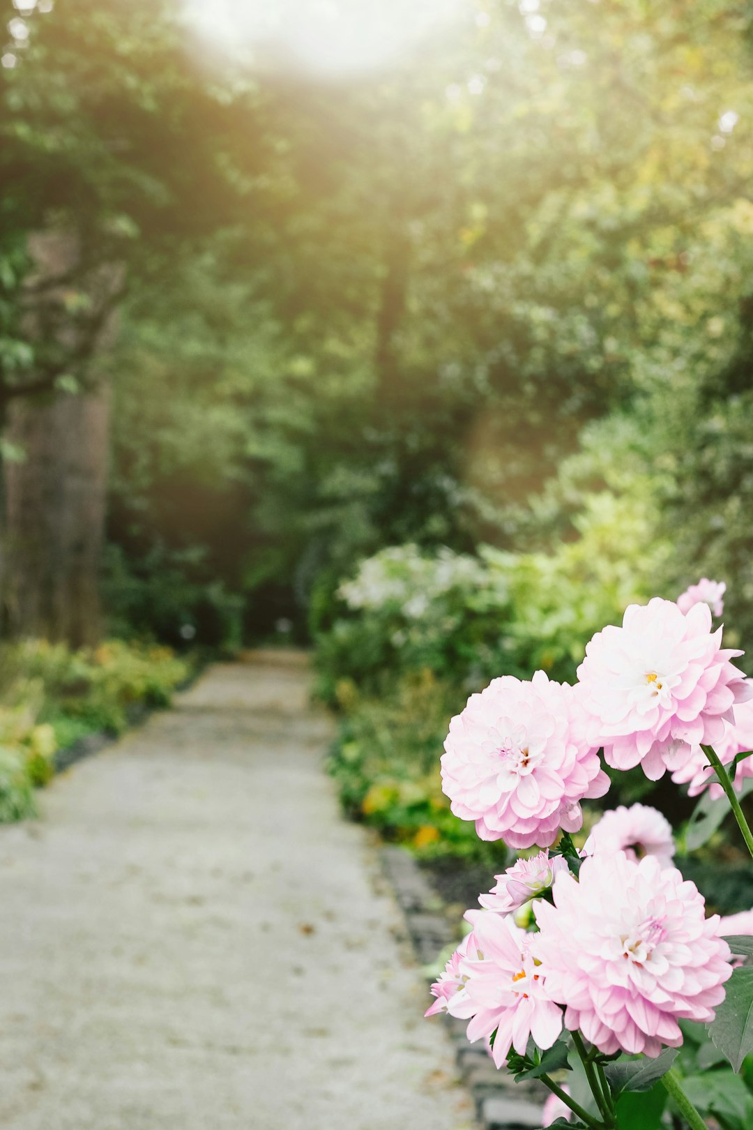 pink flowers