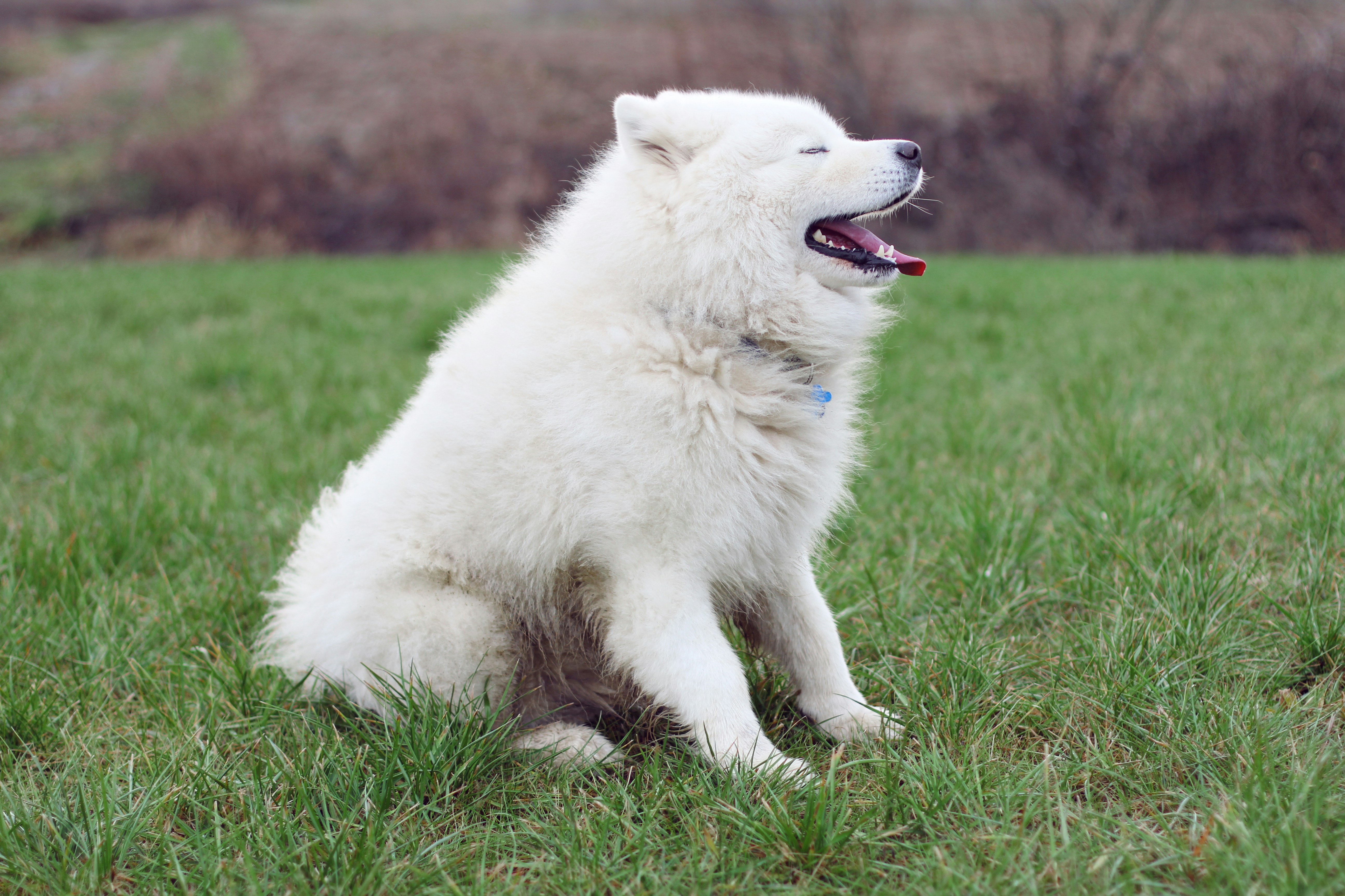 Common Triggers of Avoidance in Dogs