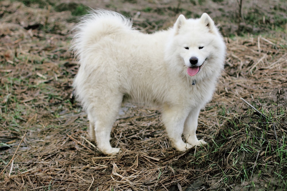 フィールド上のショートコートの白い犬