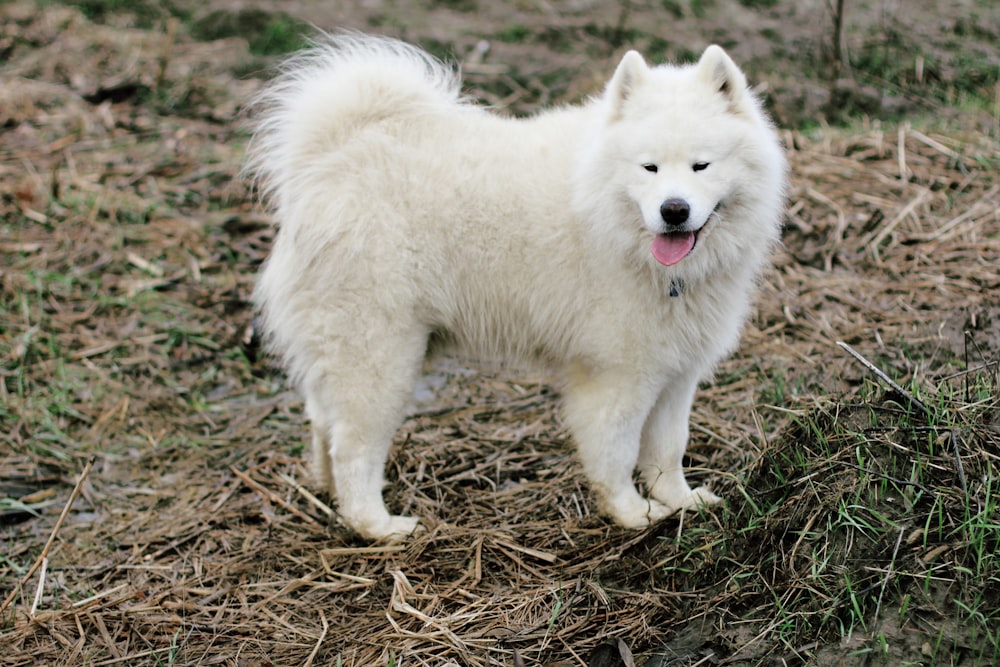 cão branco de pelo curto no campo