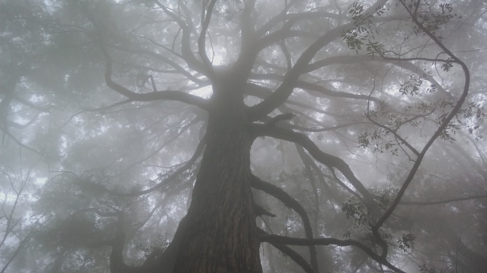 photo of tree