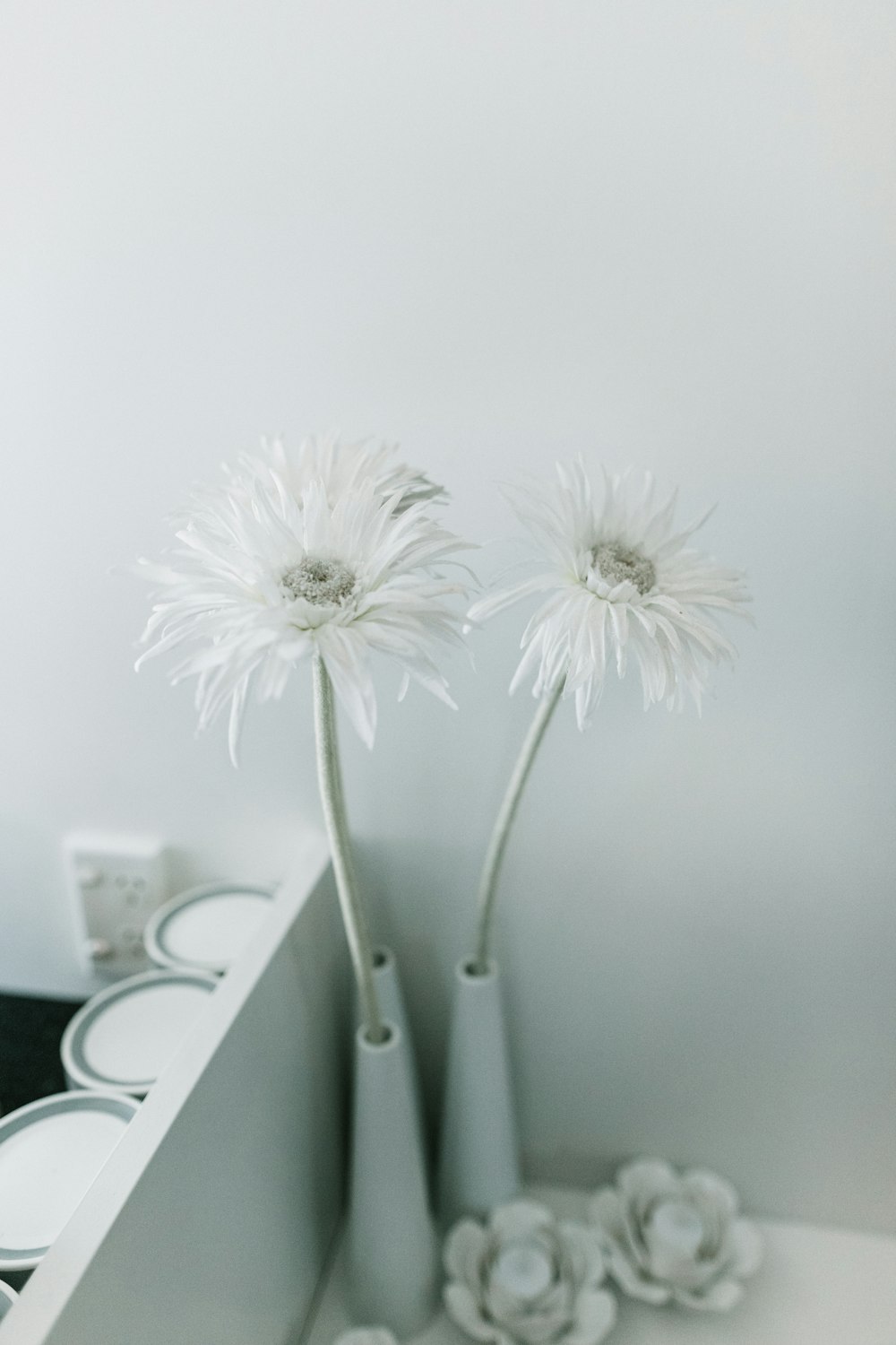white daisy flowers in vase