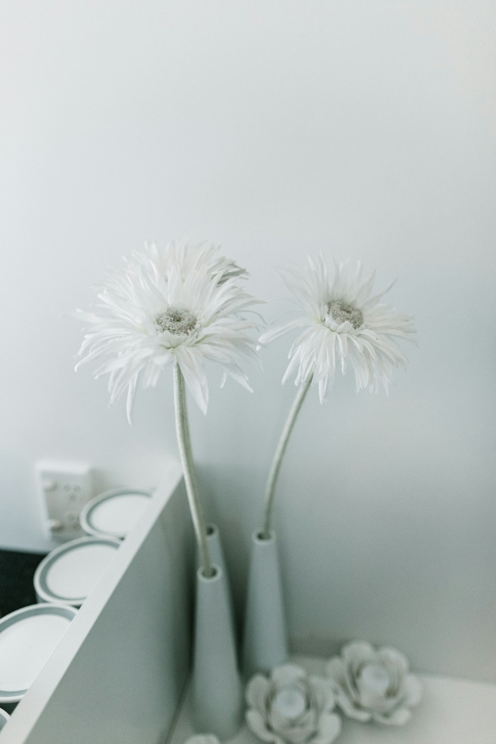 flores brancas da margarida no vaso