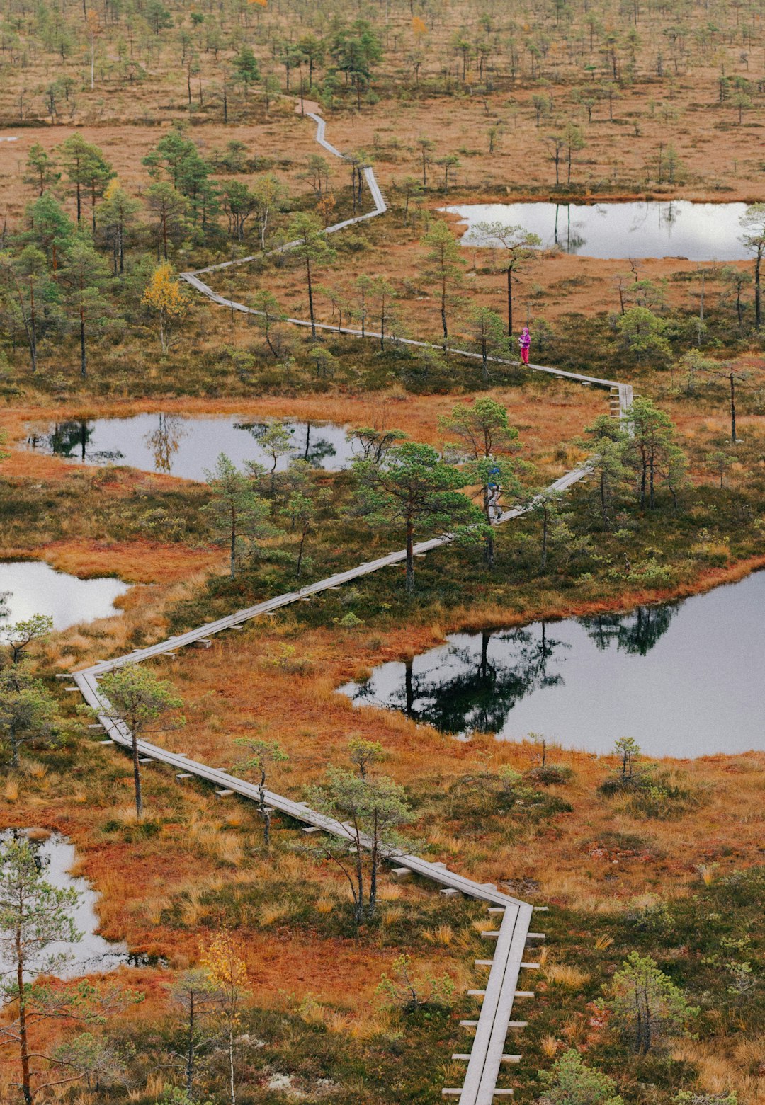 photo of Mukri Wildlife near Soomaa rahvuspark