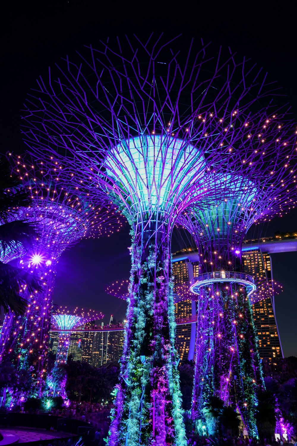 purple and blue string lights