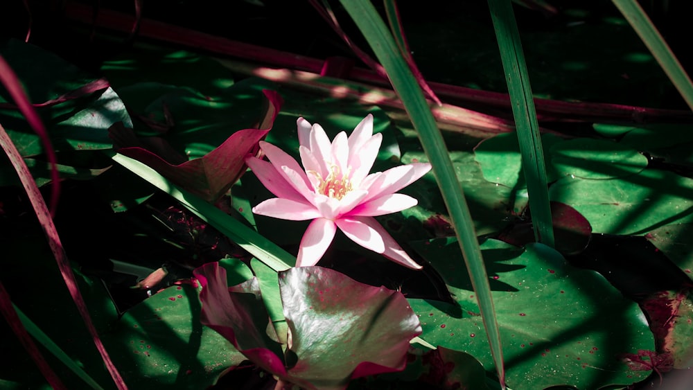 white and pink petaled flower close-up photography