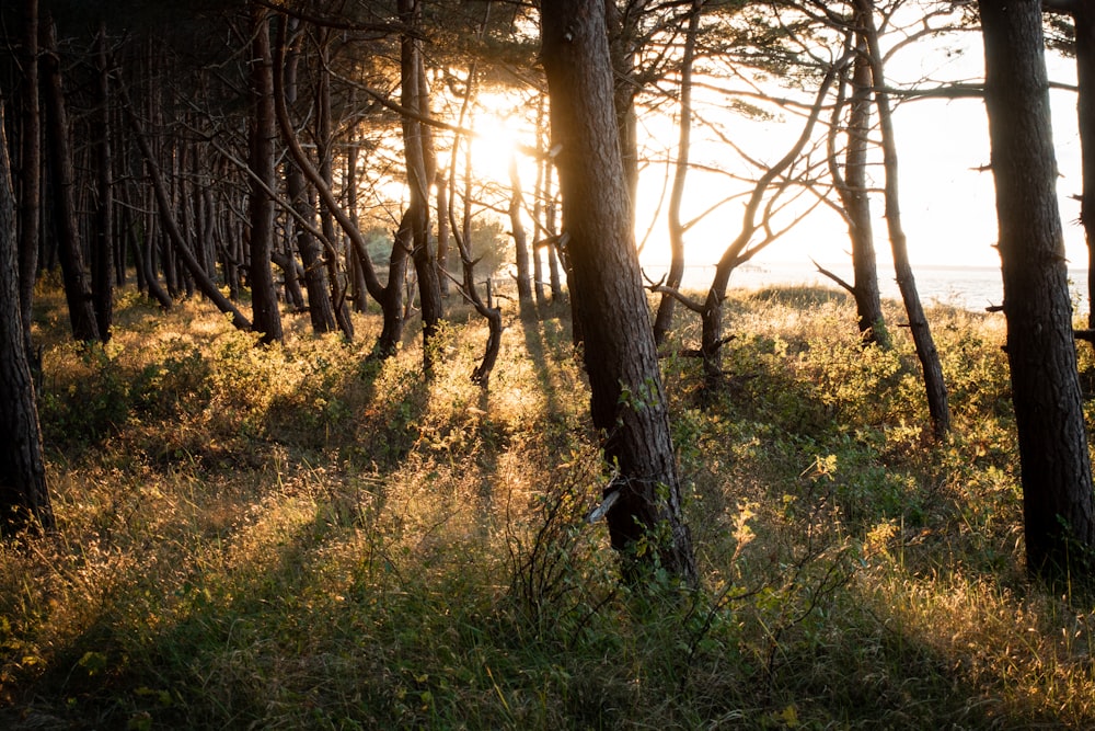 brown trees and grasses photo