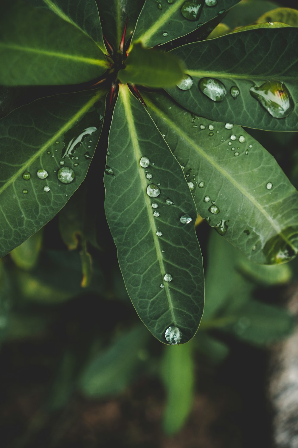 green-leafed plants