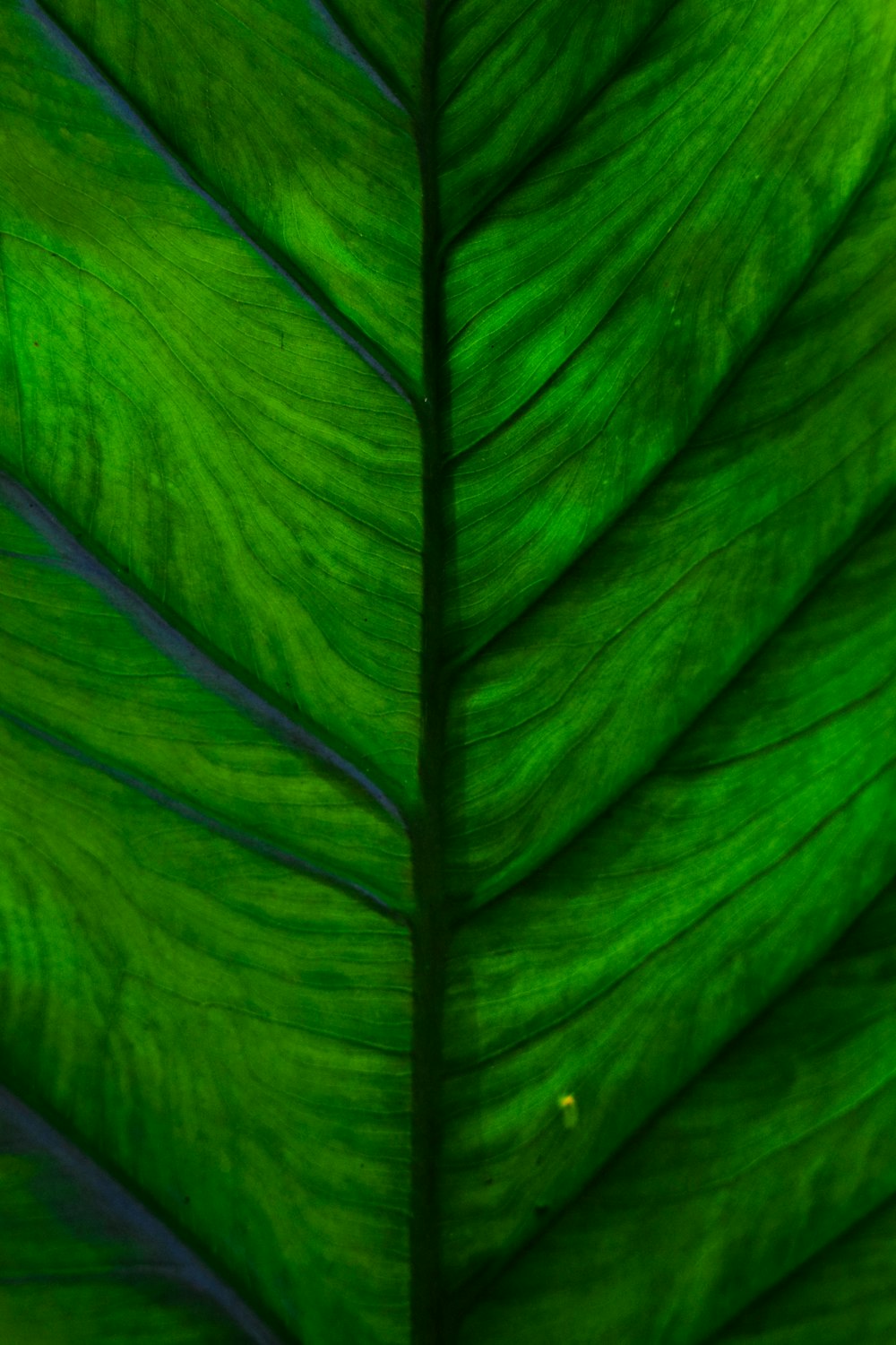 green leaf macro photography