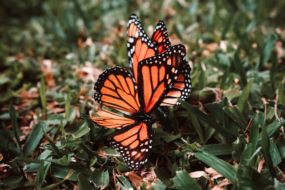 monarch butterfly on grass