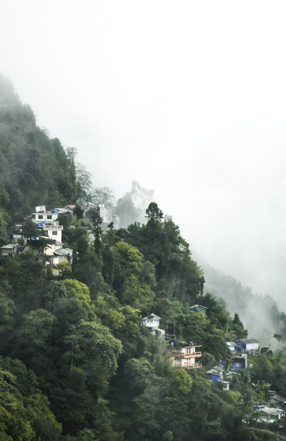 green trees under white sky at daytime