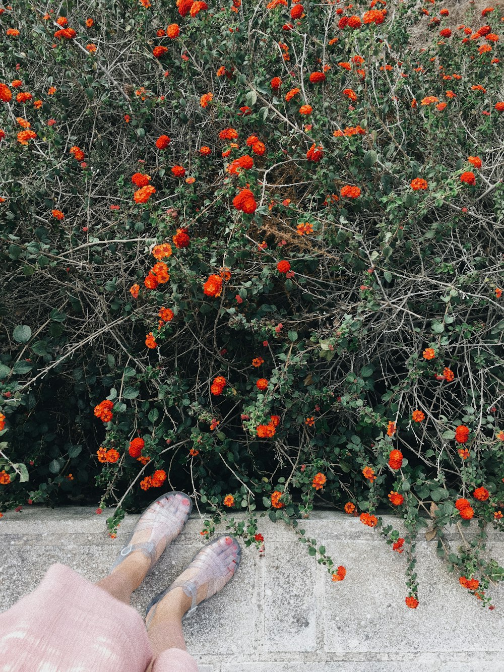 red petaled flower