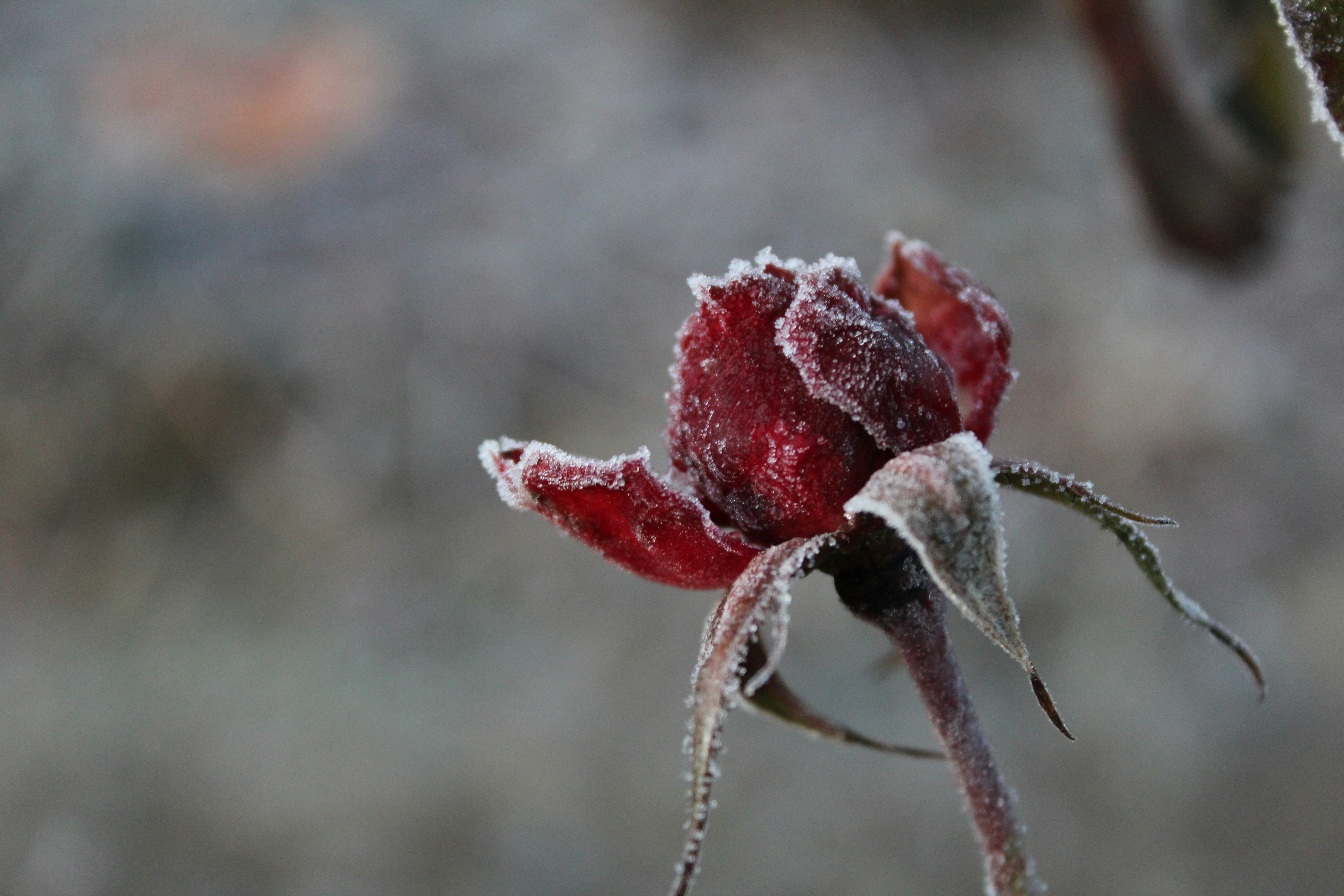 red rose flower in selective-focus photography