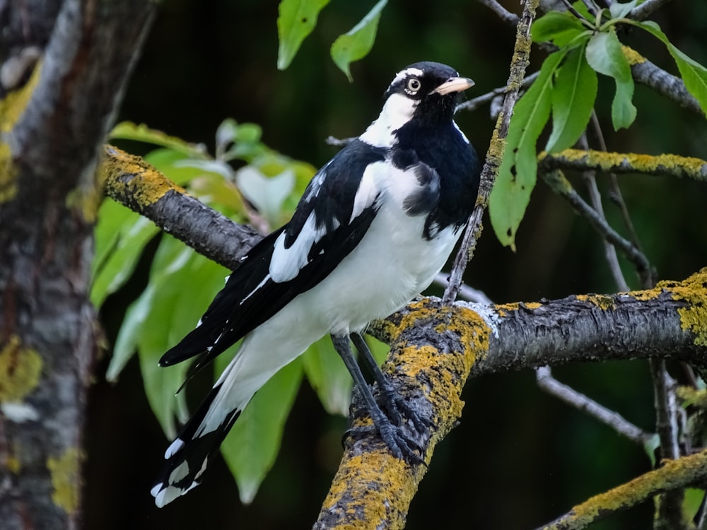 white and black raven on tree branch