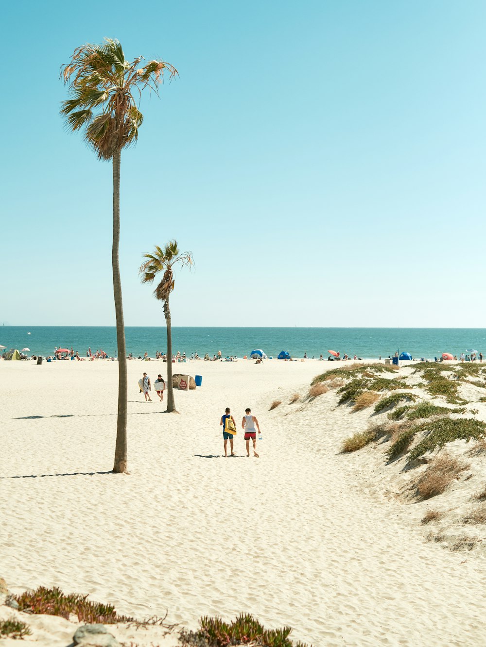 people walking beside palm tree during daytime