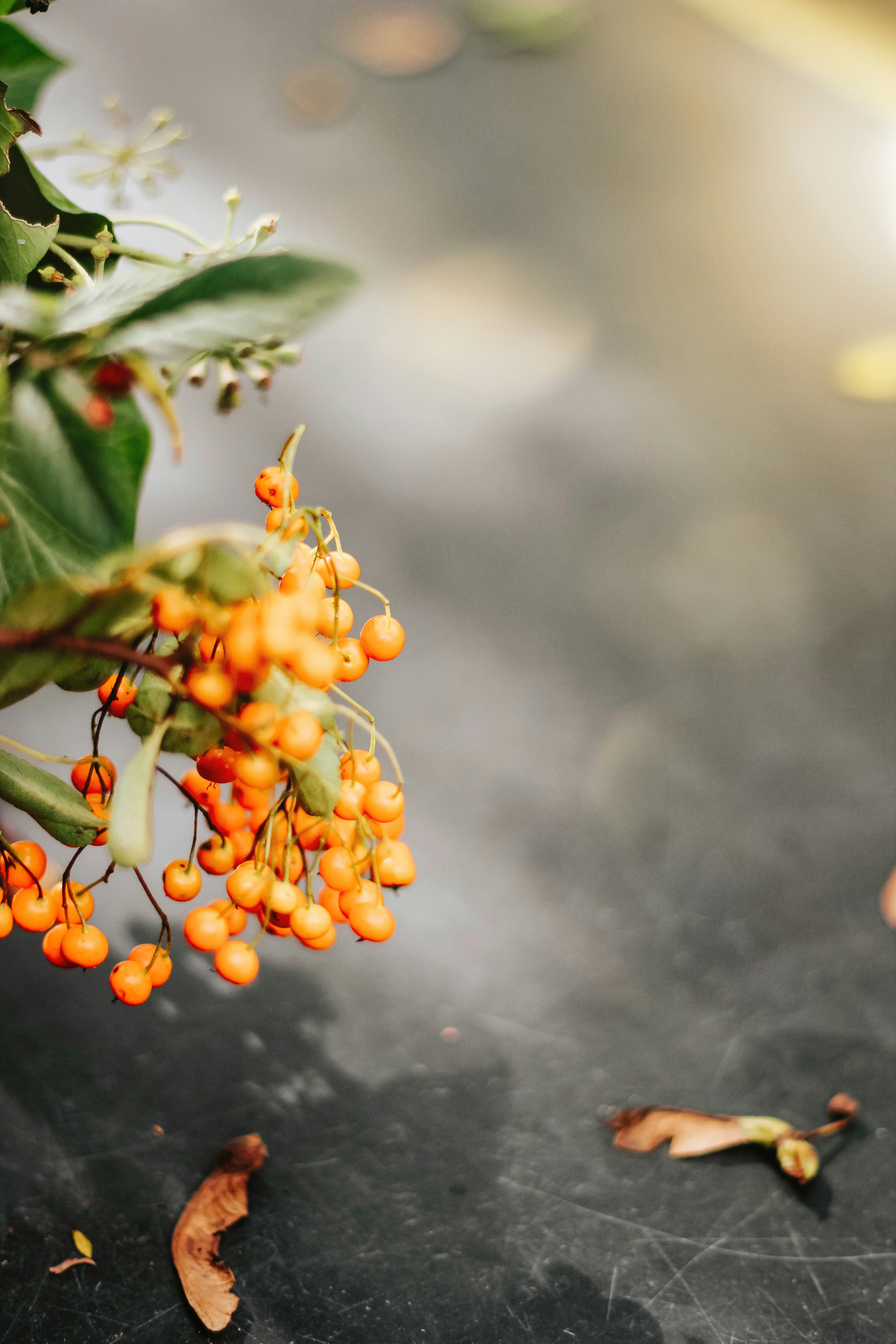 オレンジ色の丸い実の写真 Unsplashで見つけるロッテルダムの無料写真